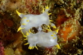   Sex was fast furious she furious. These two Polycera faeroensis mated times minutes.Canon EOS 350D Canon 100mm macro 2x Nikonos SB105 Ikelite housing furious". furious" minutes. minutes SB-105, SB105, SB 105,  